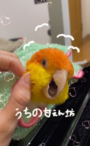 タオルにくるまれなでられてるインコ口あけてる