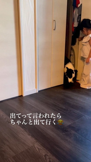 クローゼットから出る犬