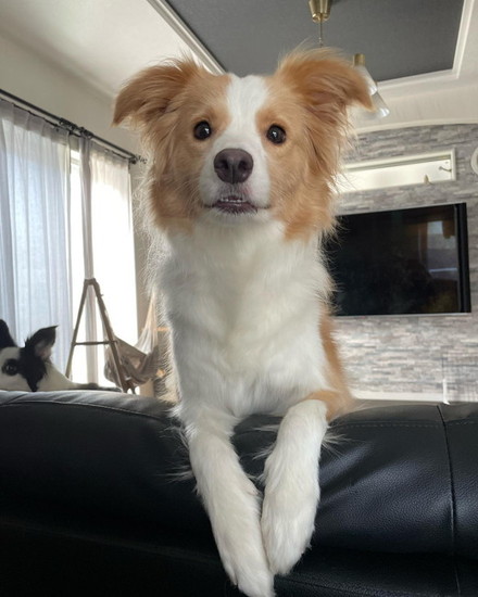 椅子から見ている犬