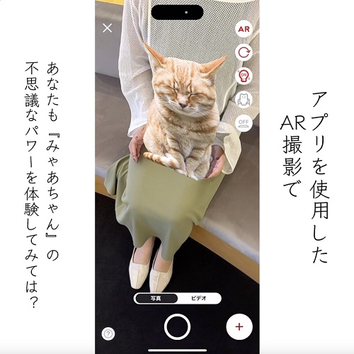 熊野古道の名物猫・みゃあちゃん