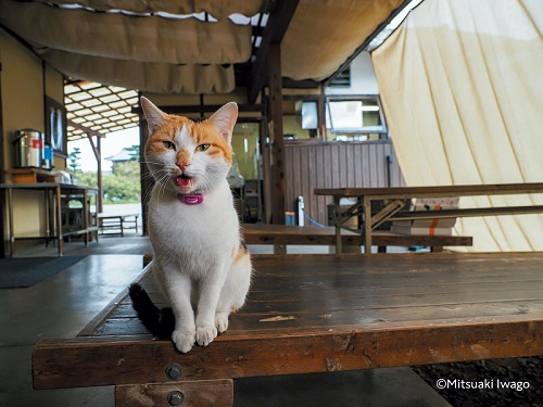 香川県丸亀市の猫