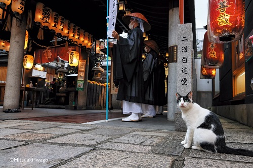 大阪中心街の猫