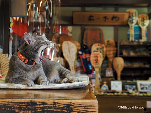 広島県廿日市市の猫