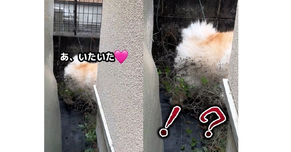 庭にいるはずのデカワンコ、衝撃の姿で帰還し「誰あんた!!」　キョトン顔→ピカピカになったビフォーアフターに爆笑 | ねとらぼ