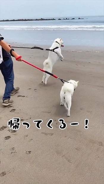 妹犬が彼氏を連れて里帰り