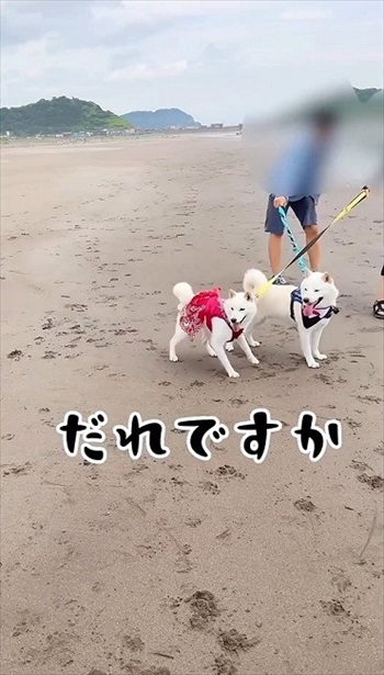 妹犬が彼氏を連れて里帰り