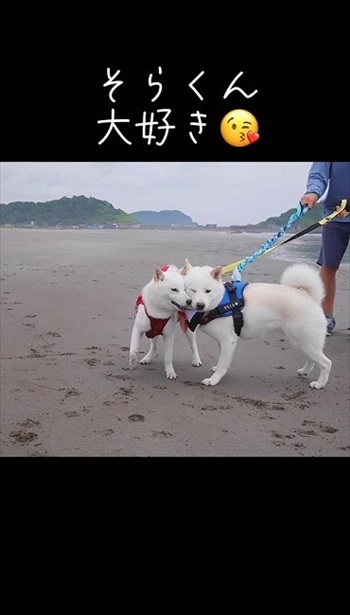 妹犬が彼氏を連れて里帰り