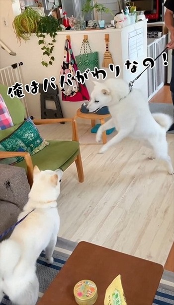 妹犬が彼氏を連れて里帰り