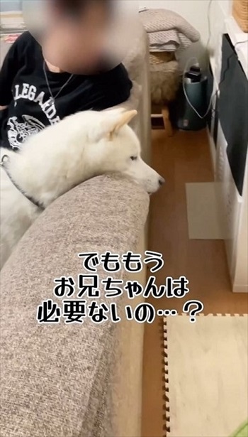 妹犬が彼氏を連れて里帰り
