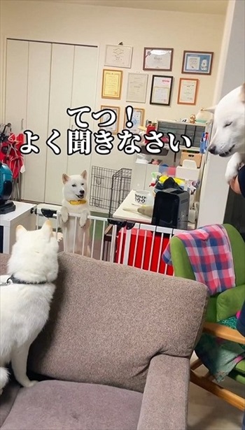 妹犬が彼氏を連れて里帰り