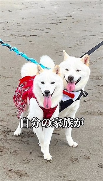 妹犬が彼氏を連れて里帰り
