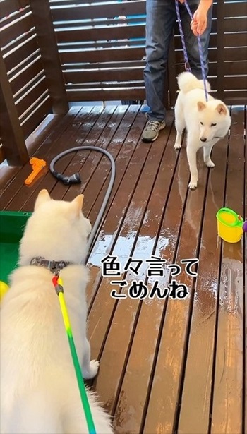 妹犬が彼氏を連れて里帰り