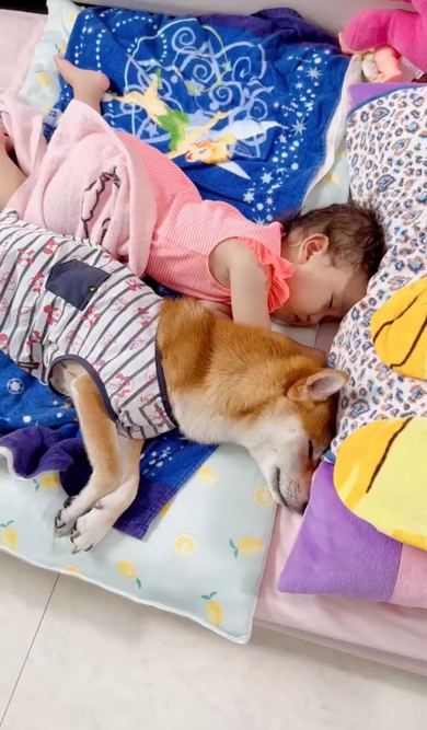 同じポーズで寝るワンコ