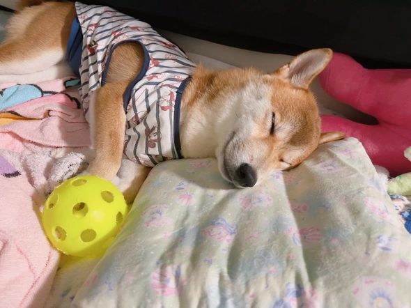 同じポーズで寝るワンコ