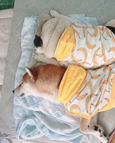 同じポーズで寝るワンコ