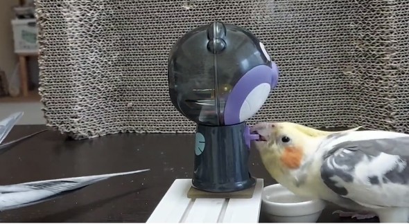 ガチャマシンで遊ぶオカメインコ