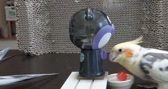 ガチャマシンで遊ぶオカメインコ