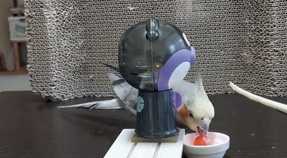 ガチャマシンで遊ぶオカメインコ