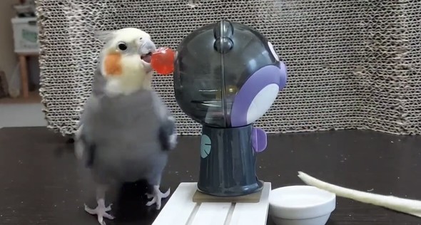 ガチャマシンで遊ぶオカメインコ