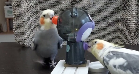 ガチャマシンで遊ぶオカメインコ