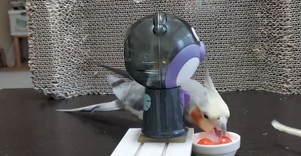 ガチャマシンで遊ぶオカメインコ
