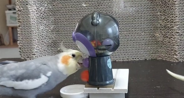 ガチャマシンで遊ぶオカメインコ