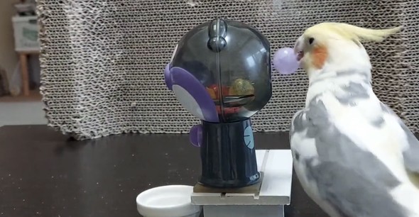 ガチャマシンで遊ぶオカメインコ