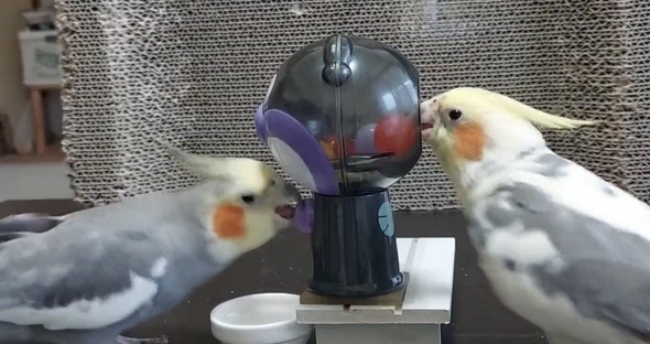 ガチャマシンで遊ぶオカメインコ