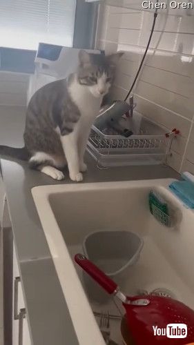 野菜を切る音に反応する猫