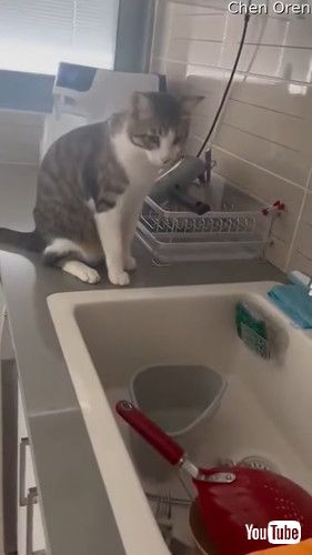 野菜を切る音に反応する猫