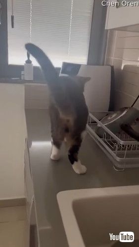 野菜を切る音に反応する猫