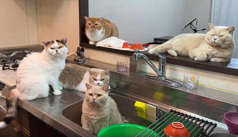 キッチンに集まる猫たち