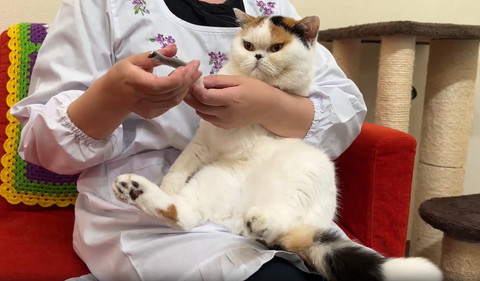前足爪切りされてる猫爪切り見てる