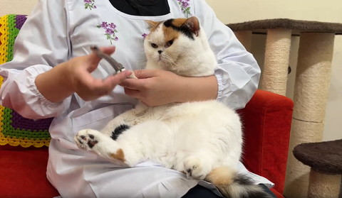 前足爪切りされてる猫爪切り見おろしてる
