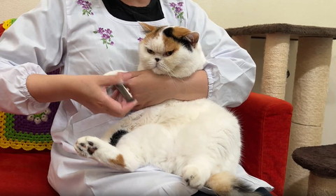 前足爪切りされてる猫爪切り薄目で見てる