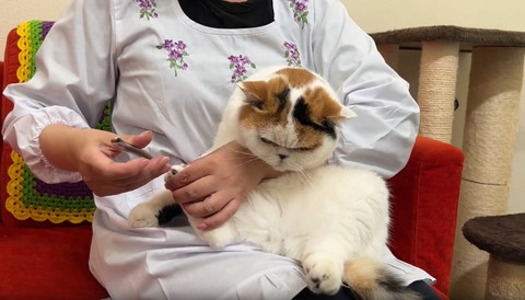 後ろ足爪切りされて下見てる猫