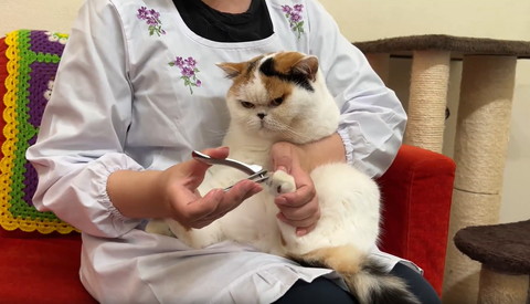 後ろ足爪切りされてる猫