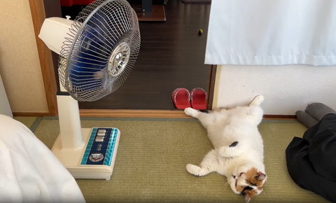 扇風機の前でへそ天猫