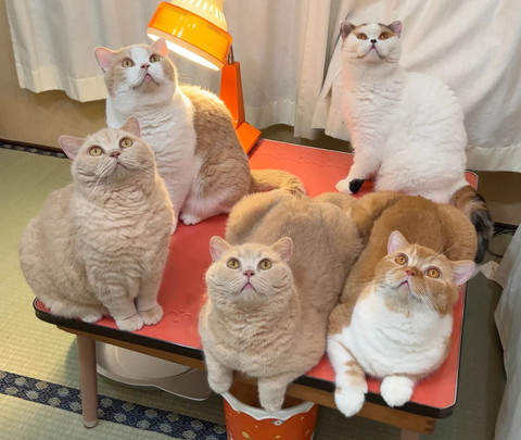 テーブルの上の5匹の猫