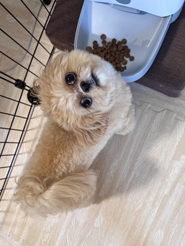 成猫の腕にだきつく子猫