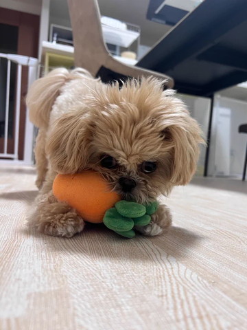 人参くわえるワンコ