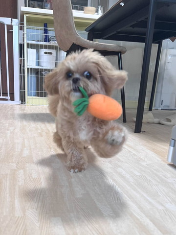 人参運ぶワンコ