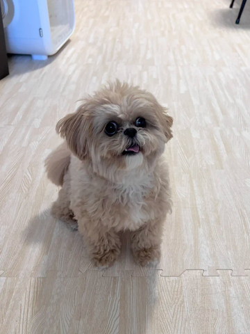 ご機嫌でお座りワンコ