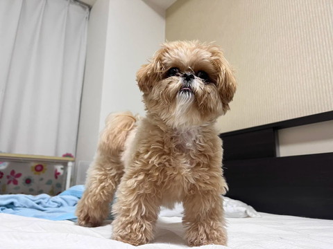 仁王立ちワンコ