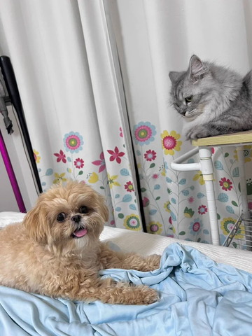 笑顔のワンコ見てる猫