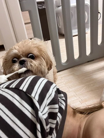 飼い主の肩にガム置くワンコ