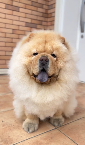 玄関前ワンコ笑顔