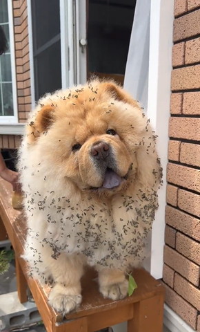 首かしげるワンコ