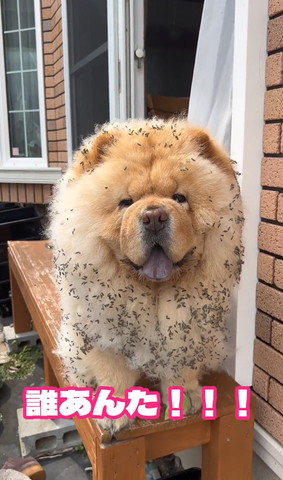 誰あんたテロップ