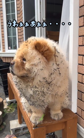 うわぁぁテロップ